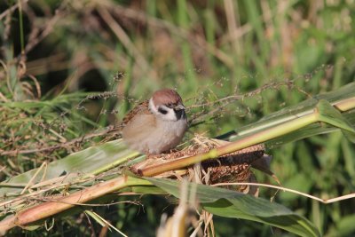 Ringmus - Tree sparrow - Passer montanus