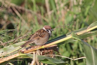 Ringmus - Tree sparrow - Passer montanus