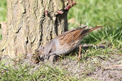 Heggemus - Hedge sparrow - Prunella modularis