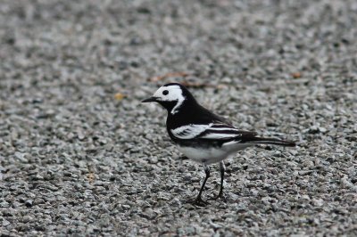 Rouwkwikstaart - Motacilla alba yarrellii