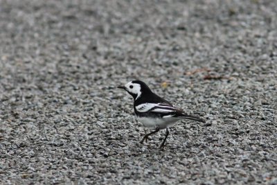 Rouwkwikstaart - Motacilla alba yarrellii