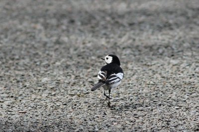 Rouwkwikstaart - Motacilla alba yarrellii