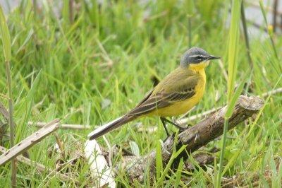Gele kwikstaart - Bleu-headed wagtail - Motacilla flava flava