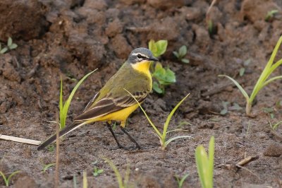 Gele kwikstaart - Bleu-headed wagtail - Motacilla flava flava
