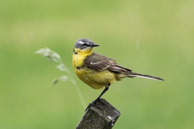 Gele kwikstaart - Bleu-headed wagtail - Motacilla flava flava