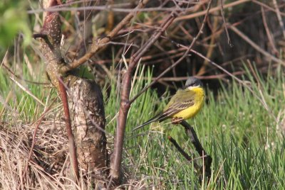 Noordse kwikstaart - Motacilla flava thunbergi