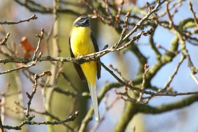 Grote gele kwikstaart - Gray wagtail - Motacilla cinerea