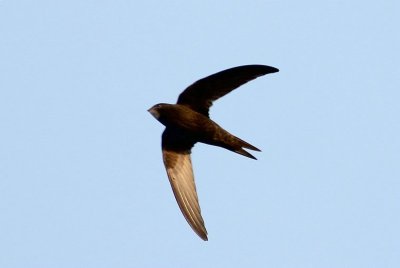 Gierzwaluw - Common Swift  - Apus apus