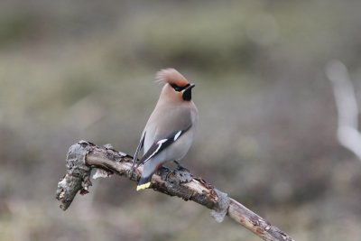 pestvogel - Waxwing - Bombycilla garrulus