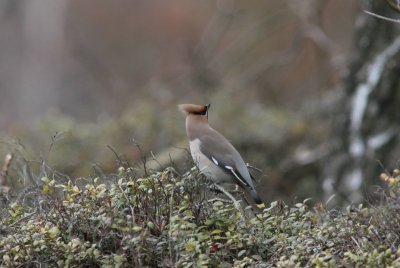 pestvogel - Waxwing - Bombycilla garrulus