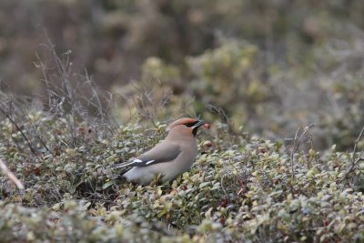 pestvogel - Waxwing - Bombycilla garrulus