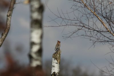 pestvogel - Waxwing - Bombycilla garrulus