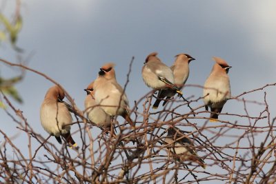 pestvogel - Waxwing - Bombycilla garrulus