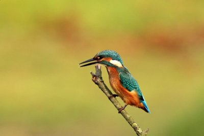 Ijsvogel - Common kingfischer - Alcedo atthis