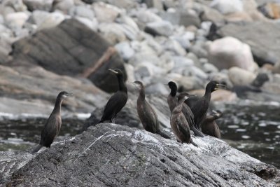 Kuifaalscholver -  European shag - Phalacrocorax aristotelis
