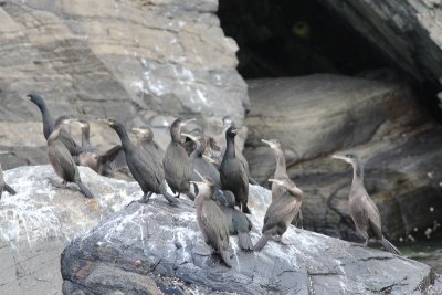 Kuifaalscholver -  European shag - Phalacrocorax aristotelis