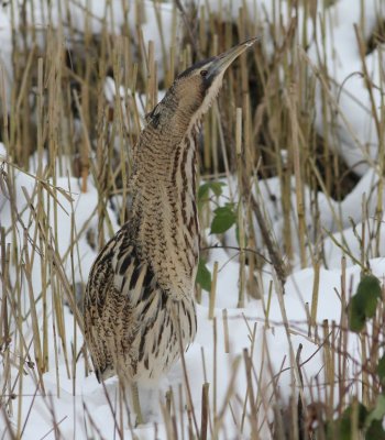 Roerrdomp - Bittern - Botaurus stellaris