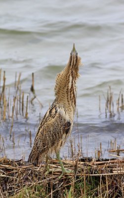Roerrdomp - Bittern - Botaurus stellaris