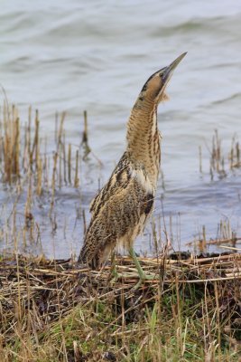 Roerrdomp - Bittern - Botaurus stellaris
