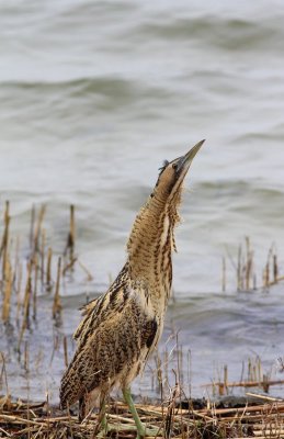 Roerrdomp - Bittern - Botaurus stellaris