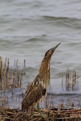 Roerrdomp - Bittern - Botaurus stellaris