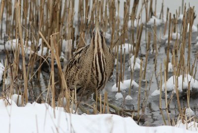 Roerrdomp - Bittern - Botaurus stellaris