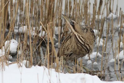 Roerrdomp - Bittern - Botaurus stellaris