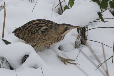 Roerrdomp - Bittern - Botaurus stellaris