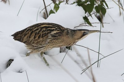Roerrdomp - Bittern - Botaurus stellaris
