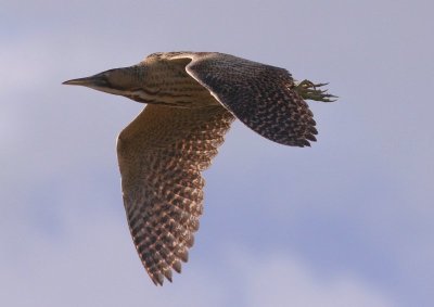 Roerrdomp - Bittern - Botaurus stellaris