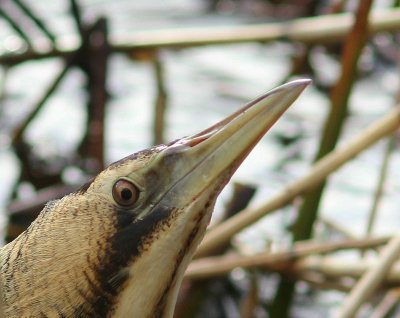 Roerrdomp - Bittern - Botaurus stellaris