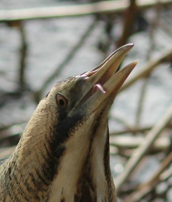 Roerrdomp - Bittern - Botaurus stellaris