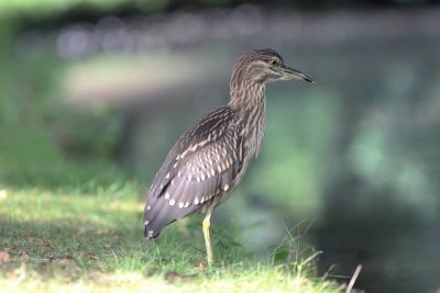 Kwak - Night heron - Nycticorax nycticorax