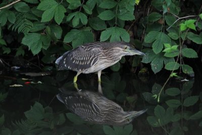 Kwak - Night heron - Nycticorax nycticorax