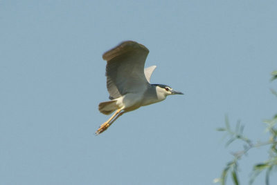 Kwak - Night heron - Nycticorax nycticorax