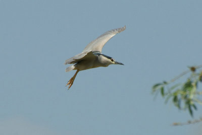 Kwak - Night heron - Nycticorax nycticorax