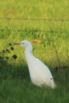 Koereiger - cattle egret - Bubulcus ibis