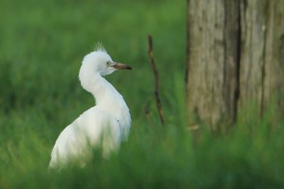 Koereiger - cattle egret - Bubulcus ibis