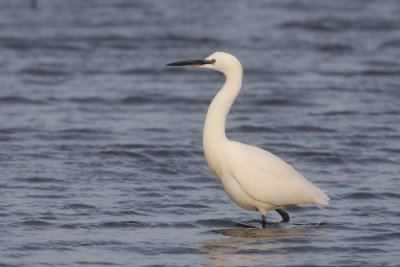 Kleine zilverreiger ,Little egret - Egretta garzetta