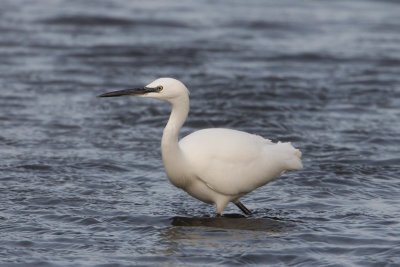 Kleine zilverreiger ,Little egret - Egretta garzetta