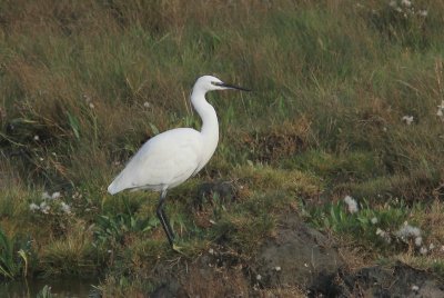 Kleine zilverreiger ,Little egret - Egretta garzetta