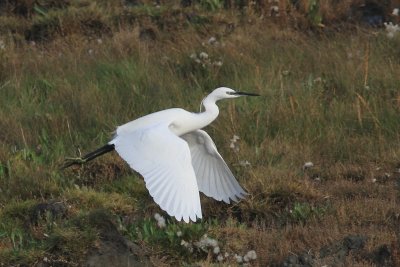 Kleine zilverreiger ,Little egret - Egretta garzetta