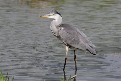 Blauwe reiger - Heron - Ardea cinerea
