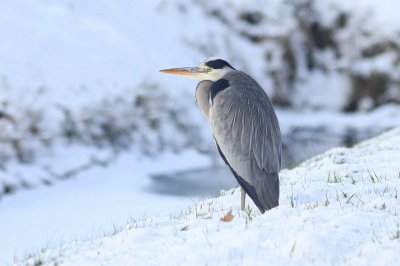 Blauwe reiger -  Heron - Ardea cinerea