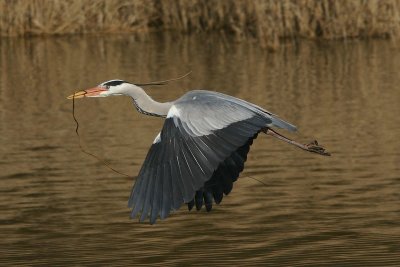 Blauwe reiger -  Heron - Ardea cinerea