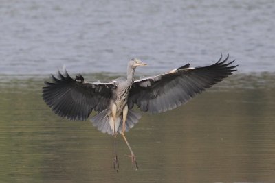 Blauwe reiger -  Heron - Ardea cinerea