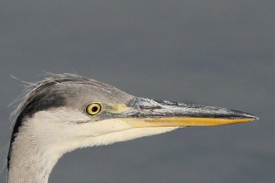 Blauwe reiger -  Heron - Ardea cinerea