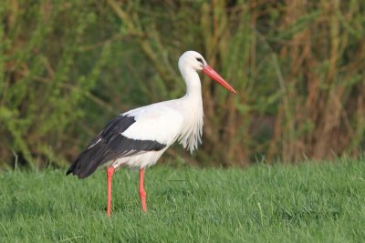 Ooievaar - White stork - Ciconia ciconia