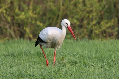 Ooievaar - White stork - Ciconia ciconia