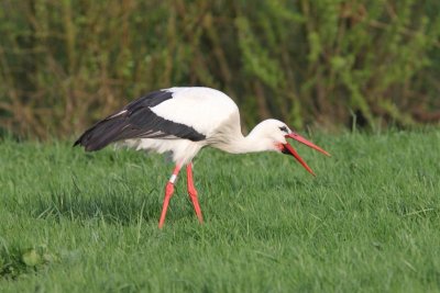 Ooievaar - White stork - Ciconia ciconia